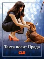 Лапы в городе